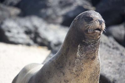 Galápagos sea lion (Zalophus wollebaeki)