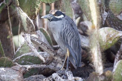 Yellow-crowned Night-heron (Nycttanassa violacea)