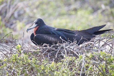 Great Frigatebird (Fregata minor)