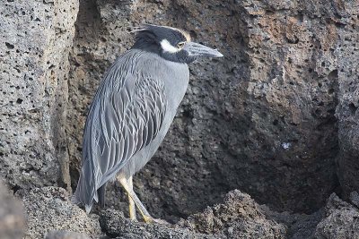 Yellow-crowned Night-heron (Nycttanassa violacea)