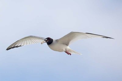 Swallow-tailed Gull (Creagrus furcatus)