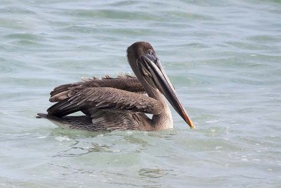 Brown pelican (Pelecanus occidentalis)