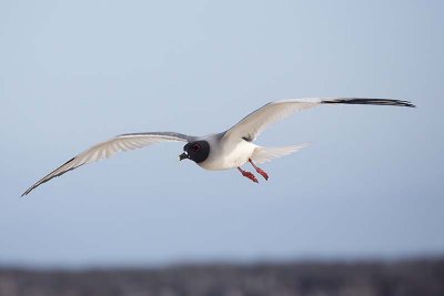 Swallow-tailed Gull (Creagrus furcatus)