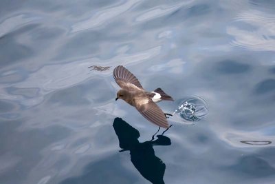 Wedge-rumped Storm Petrel (Oceanodroma tethys)