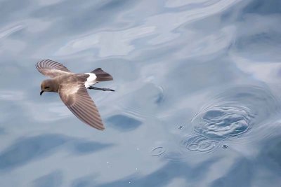 Wedge-rumped Storm Petrel (Oceanodroma tethys)