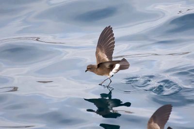 Wedge-rumped Storm Petrel (Oceanodroma tethys)