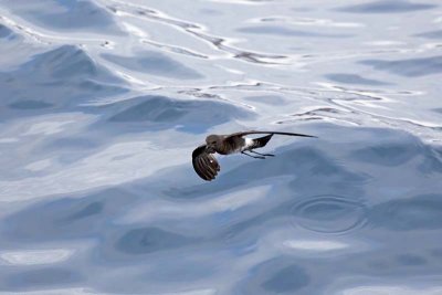Wedge-rumped Storm Petrel (Oceanodroma tethys)