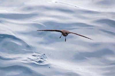 Wedge-rumped Storm Petrel (Oceanodroma tethys)