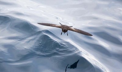 Wedge-rumped Storm Petrel (Oceanodroma tethys)
