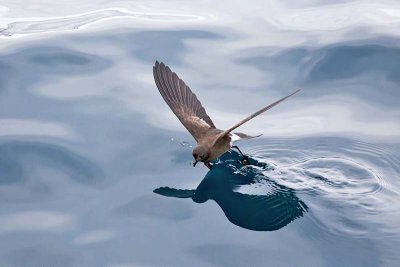 Wedge-rumped Storm Petrel (Oceanodroma tethys)