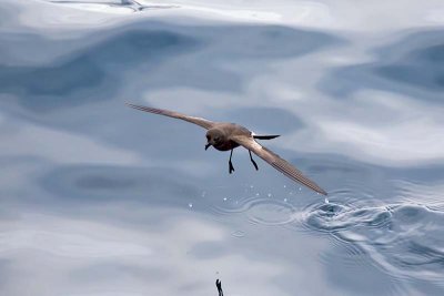 Wedge-rumped Storm Petrel (Oceanodroma tethys)