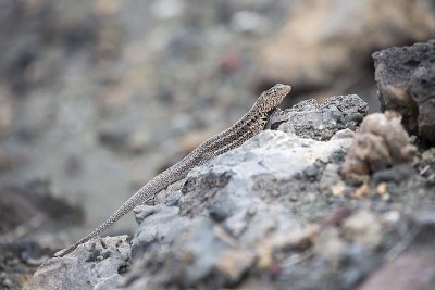 Lava Lizard (Tropidurus spp.)