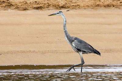 Great Blue Heron (Ardea herodias)
