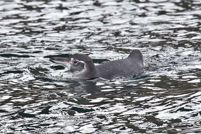 Galapagos Penguin (Spheniscus mendiculus)