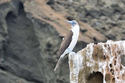 Blue-footed Booby (Sula nebouxii)