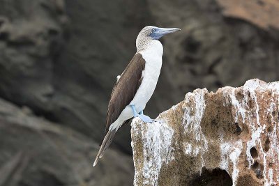 Blue-footed Booby (Sula nebouxii)