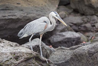 Great Blue Heron (Ardea herodias)