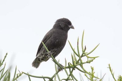 Unidentified Darwin's Finch