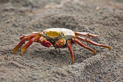 Sally Lightfoot (Grapsus grapsus)