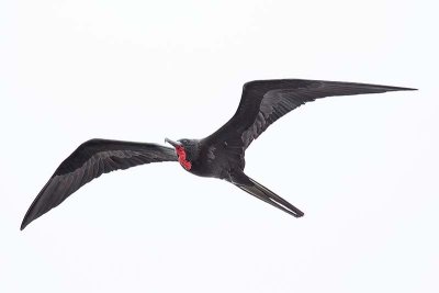 Great Frigatebird (Fregata minor)