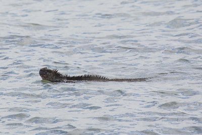Marine Iguana (Amblyrhynchus cristatus)