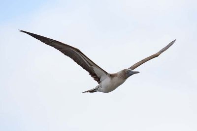 Blue-footed Booby (Sula nebouxii)