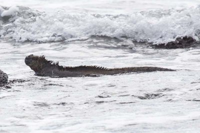 Marine Iguana (Amblyrhynchus cristatus)