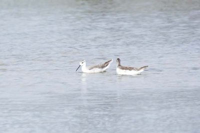 Red-necked Phalarope (Phalaropus lobatus) -- winter plumage