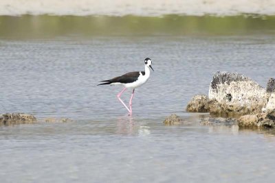 Black-necked Stilt (Himantopus mexicanus)