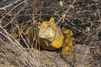 Galapagos Land Iguana (Conolophus subcristatus)