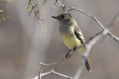 Galapagos Flycatcher (Myiarchus magnirostris)