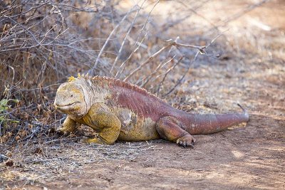 Galapagos Land Iguana (Conolophus subcristatus)