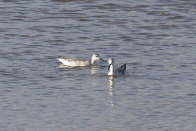 Red-necked Phalarope (Phalaropus lobatus) -- winter plumage