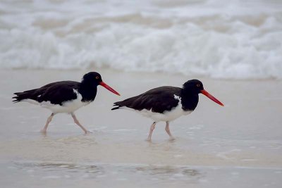 American Oystercatcher (Haematopus palliatus)