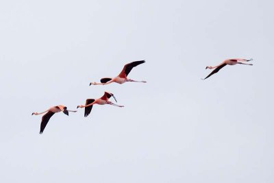 American Flamingo (Phoenicopterus ruber)