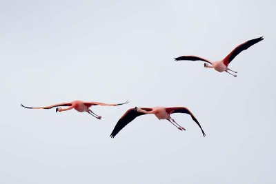 American Flamingo (Phoenicopterus ruber)