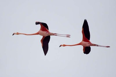 American Flamingo (Phoenicopterus ruber)
