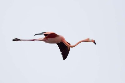 American Flamingo (Phoenicopterus ruber)