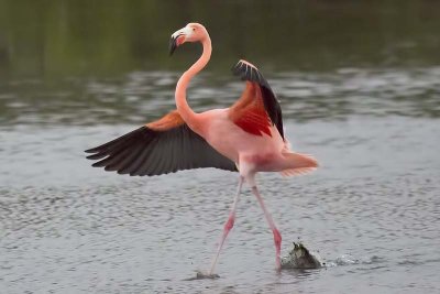 American Flamingo (Phoenicopterus ruber)
