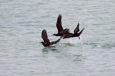 Brown Noddies (Anous stolidus) and a large fish chasing bait fish