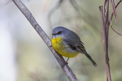 Eastern Yellow Robin (Eopsaltria australis)