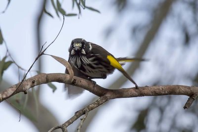 New Holland Honeyeater (Phylidonyris navaehollandiae)