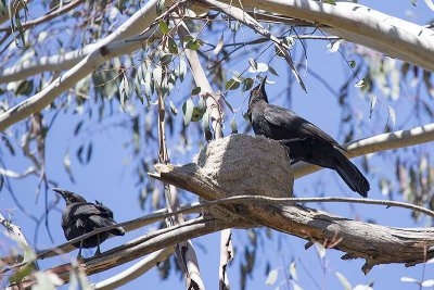 White-winged Chough (Corcorax melanorhamphos)