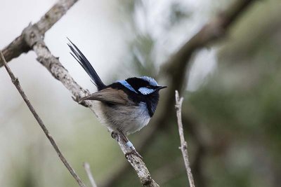 Superb Blue Wren (Malurus cyaneus)