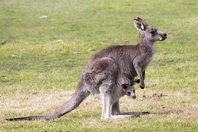 Eastern Grey Kangaroo with joey