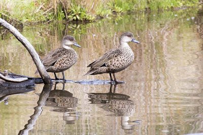 Grey Teal (Anas gracilis)