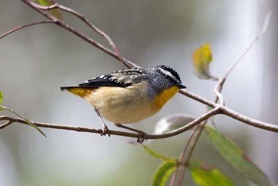 Spotted Pardelote (Pardalotus punctatus)
