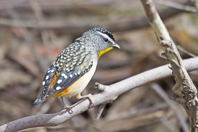 Spotted Pardelote (Pardalotus punctatus)