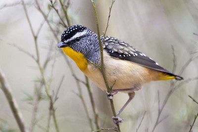 Spotted Pardelote (Pardalotus punctatus)