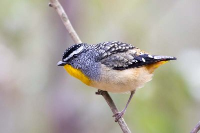 Spotted Pardelote (Pardalotus punctatus)